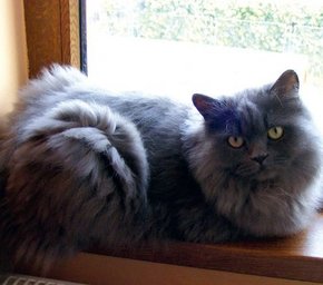 Mačka na klupi u prozoru